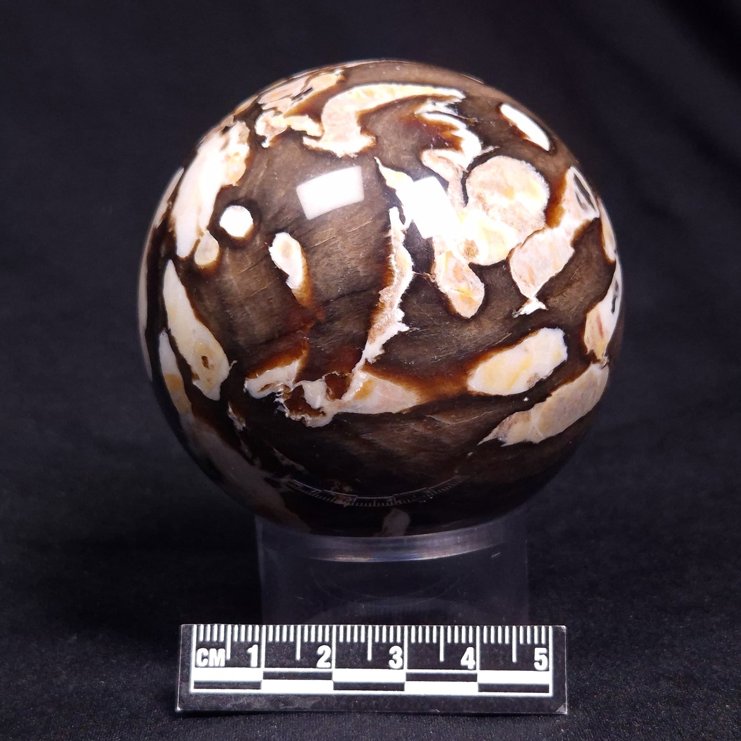 PEANUT WOOD PETRIFIED WOOD SPHERE, Cretaceous, Australia YPS007