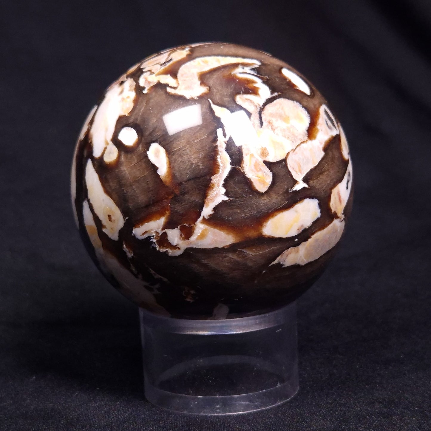 PEANUT WOOD PETRIFIED WOOD SPHERE, Cretaceous, Australia YPS007