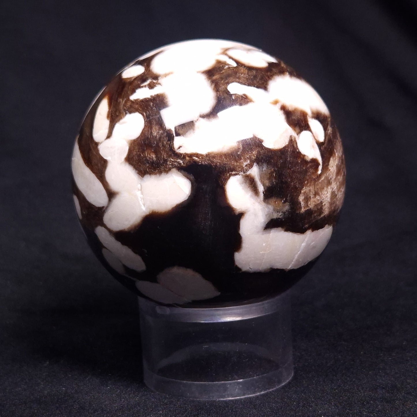 PEANUT WOOD PETRIFIED WOOD SPHERE, Cretaceous, Australia YPS007
