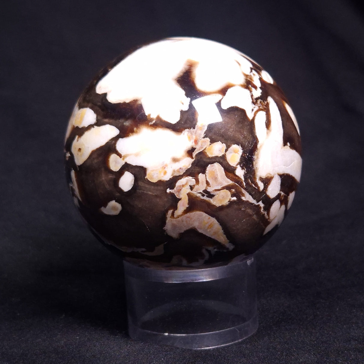 PEANUT WOOD PETRIFIED WOOD SPHERE, Cretaceous, Australia YPS007
