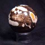 PEANUT WOOD PETRIFIED WOOD SPHERE, Cretaceous, Australia YPS007