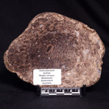 OSMUNDACAULIS DUNLOPI, Middle Jurassic, Australia ZOD001