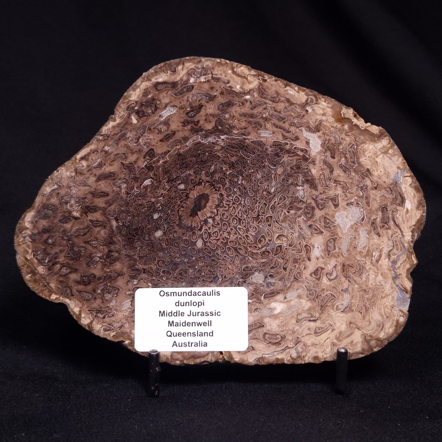 OSMUNDACAULIS DUNLOPI, Middle Jurassic, Australia ZOD001