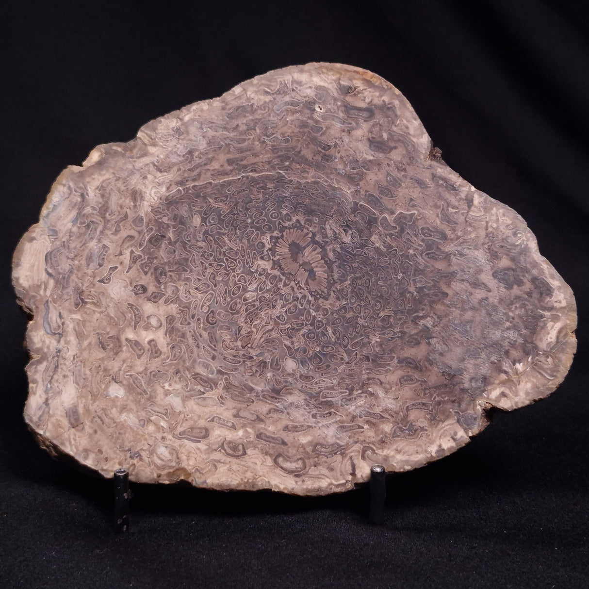 OSMUNDACAULIS DUNLOPI, Middle Jurassic, Australia ZOD001