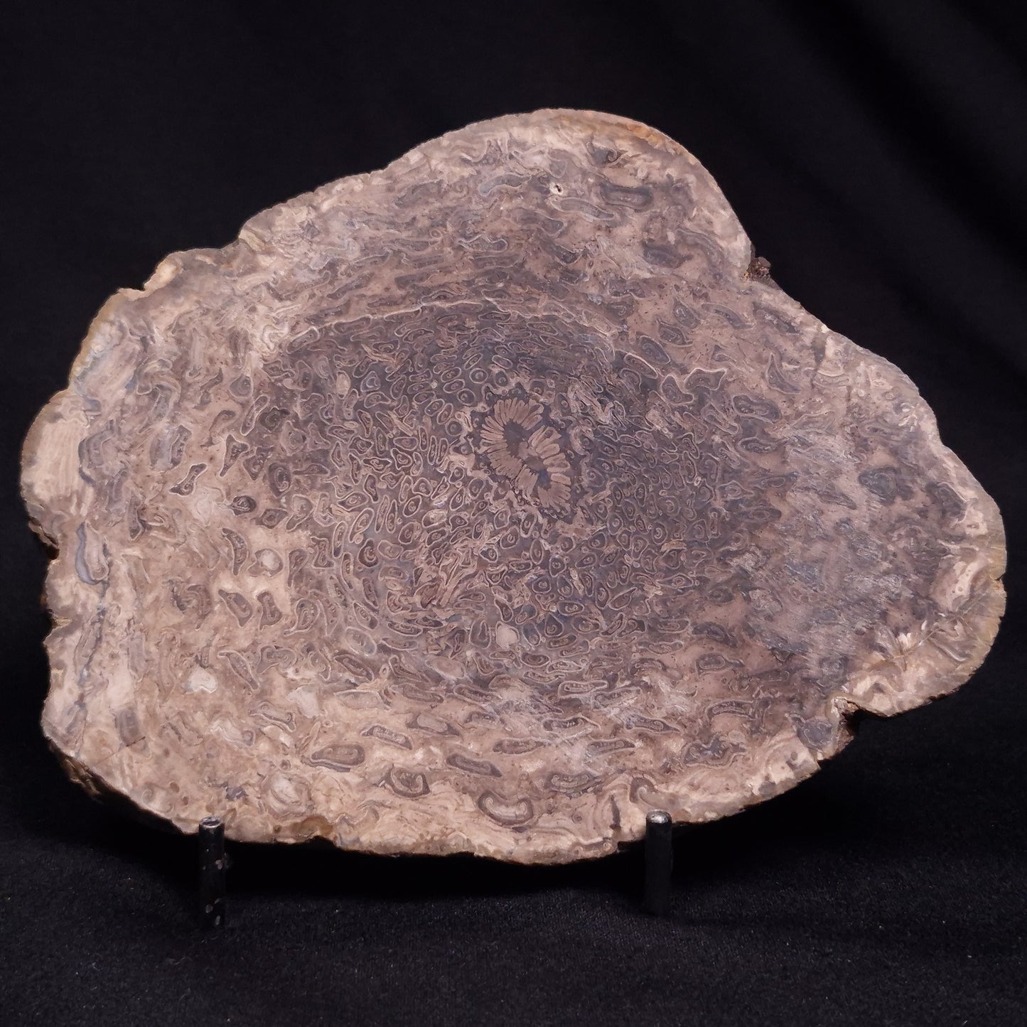 OSMUNDACAULIS DUNLOPI, Middle Jurassic, Australia ZOD001