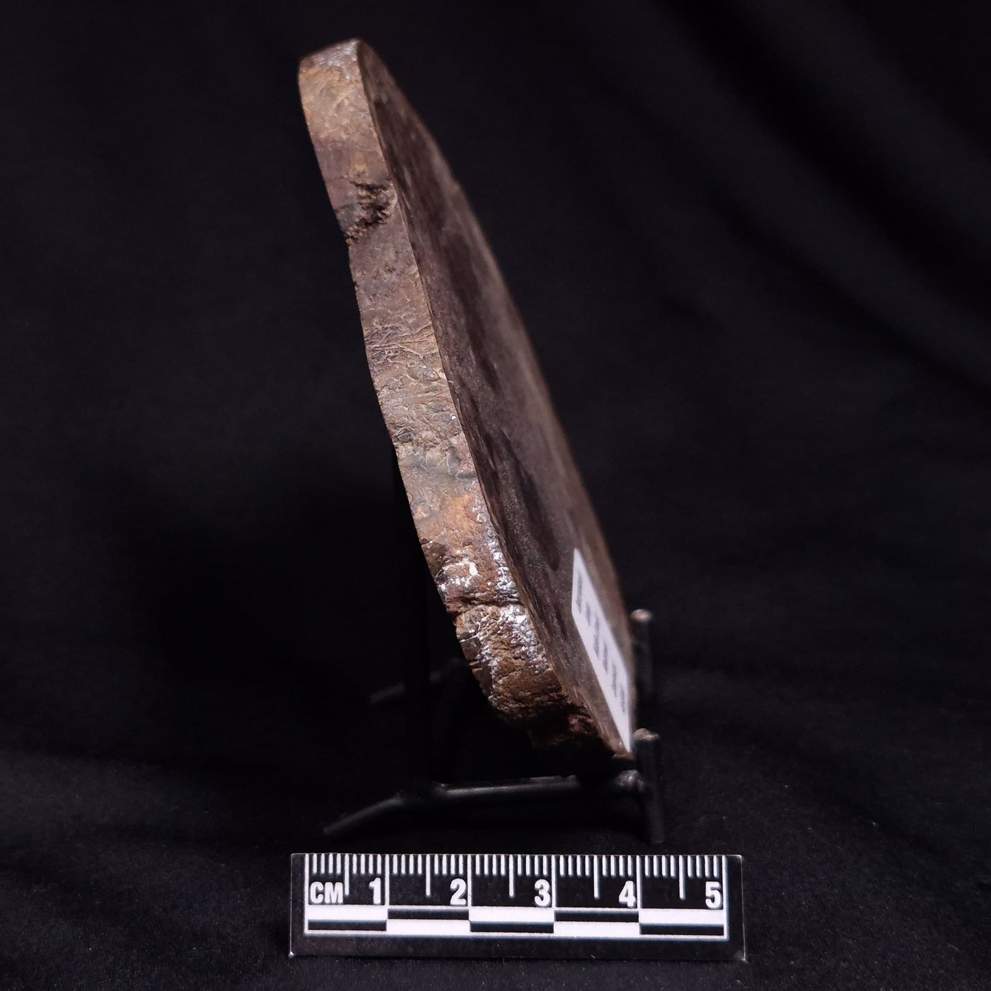 OSMUNDACAULIS DUNLOPI, Middle Jurassic, Australia ZOD001