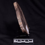 OSMUNDACAULIS DUNLOPI, Middle Jurassic, Australia ZOD001