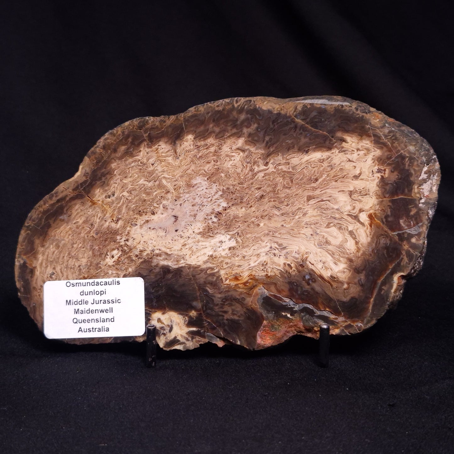 OSMUNDACAULIS DUNLOPI, Middle Jurassic, Australia ZOD002