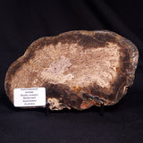 OSMUNDACAULIS DUNLOPI, Middle Jurassic, Australia ZOD002