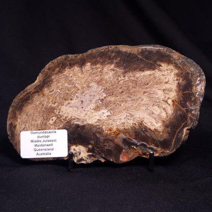 OSMUNDACAULIS DUNLOPI, Middle Jurassic, Australia ZOD002