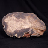 OSMUNDACAULIS DUNLOPI, Middle Jurassic, Australia ZOD002