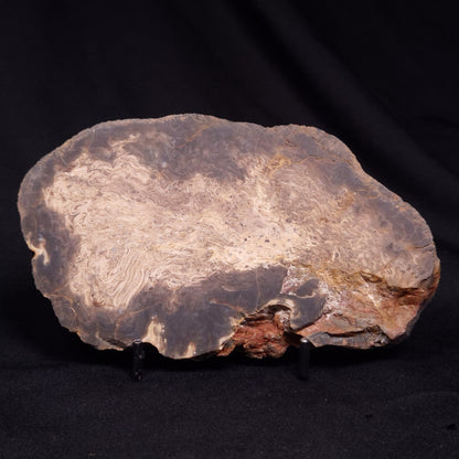 OSMUNDACAULIS DUNLOPI, Middle Jurassic, Australia ZOD002