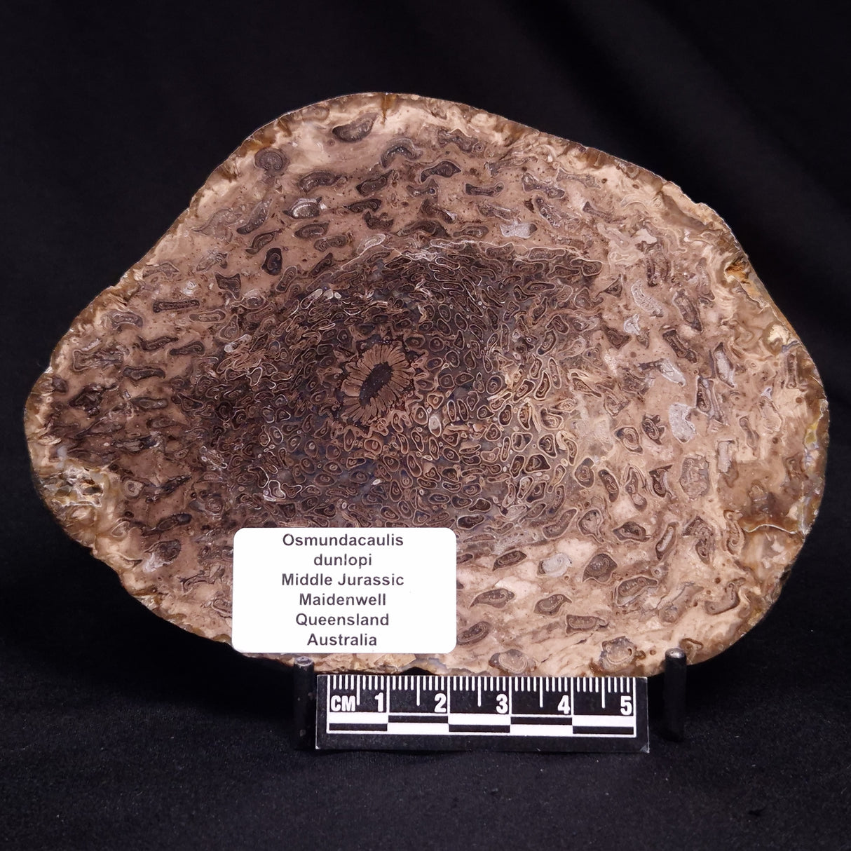 OSMUNDACAULIS DUNLOPI, Middle Jurassic, Australia ZOD003