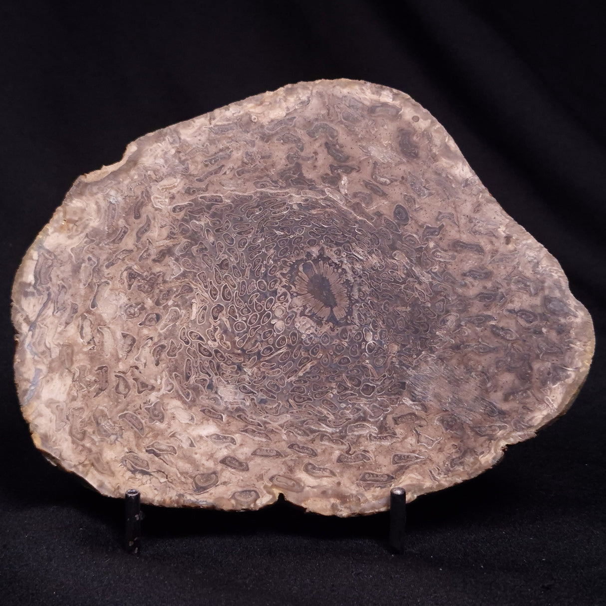 OSMUNDACAULIS DUNLOPI, Middle Jurassic, Australia ZOD003