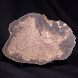 OSMUNDACAULIS DUNLOPI, Middle Jurassic, Australia ZOD004