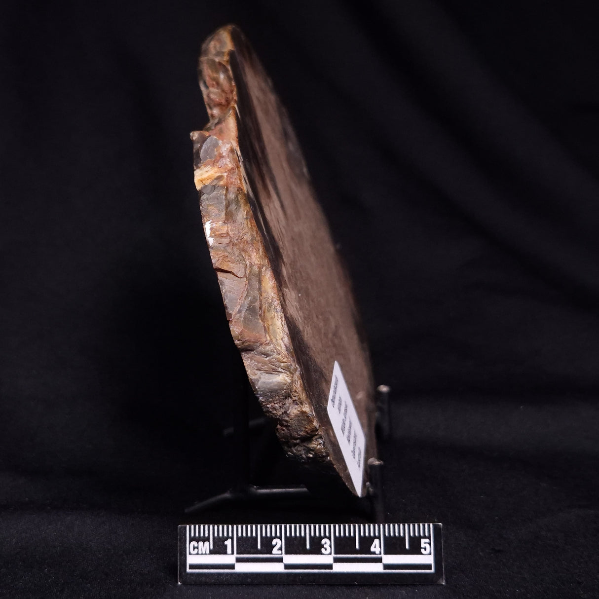 OSMUNDACAULIS DUNLOPI, Middle Jurassic, Australia ZOD004