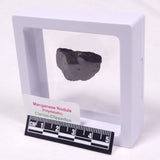 MANGANESE NODULE (POLYMETALLIC), Pacific Ocean XMN024