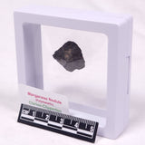 MANGANESE NODULE (POLYMETALLIC), Pacific Ocean XMN027