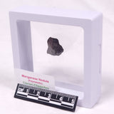 MANGANESE NODULE (POLYMETALLIC), Pacific Ocean XMN031