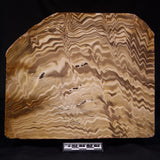 PETRIFIED WOOD, Australia YSC103