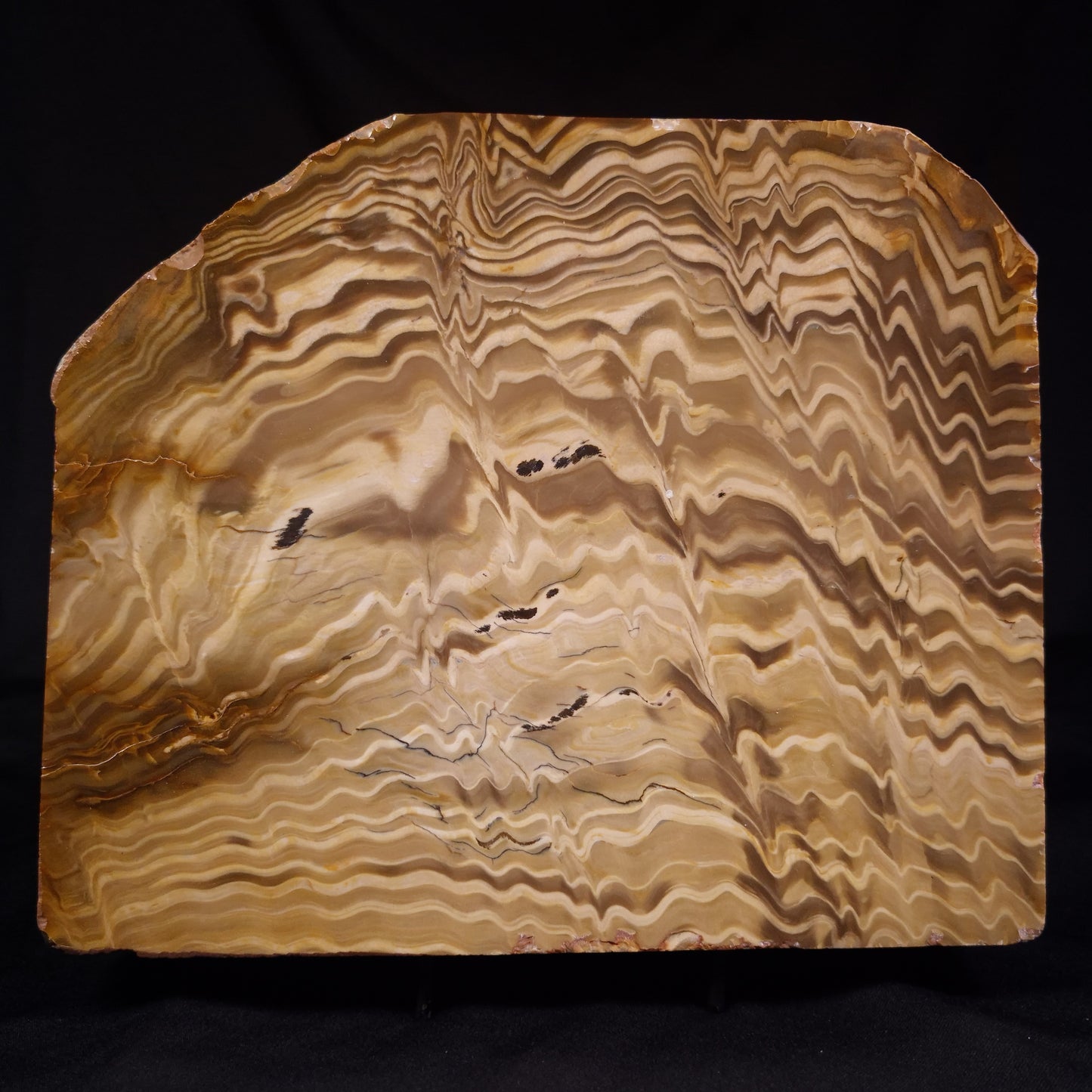 PETRIFIED WOOD, Australia YSC103