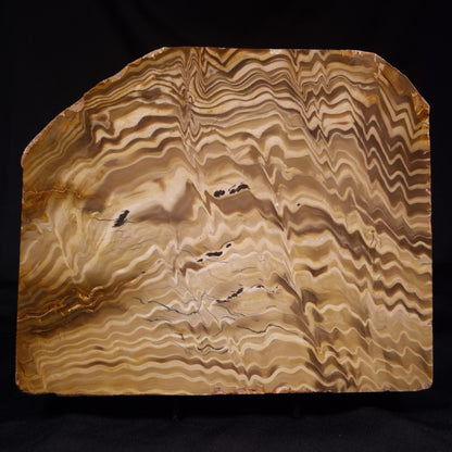 PETRIFIED WOOD, Australia YSC103