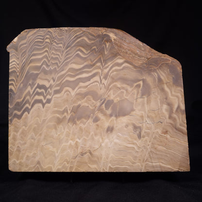 PETRIFIED WOOD, Australia YSC103