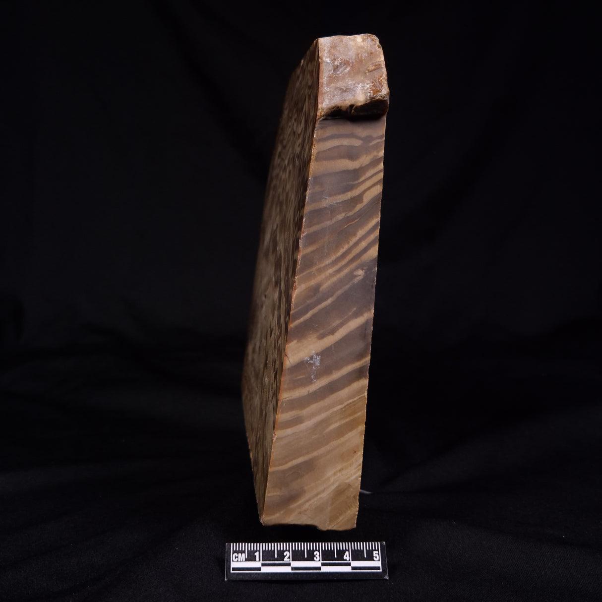 PETRIFIED WOOD, Australia YSC103