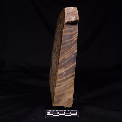 PETRIFIED WOOD, Australia YSC103