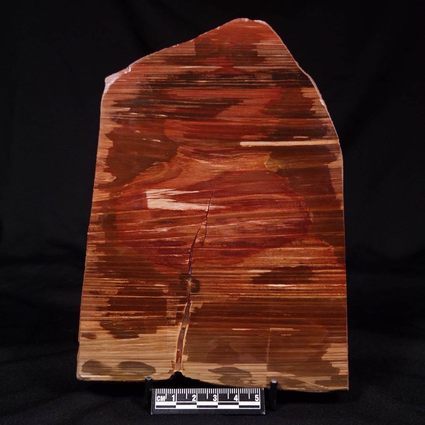 PETRIFIED WOOD, Australia YSC104