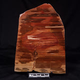 PETRIFIED WOOD, Australia YSC104