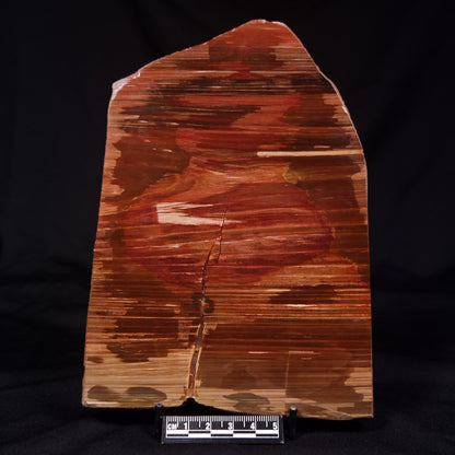 PETRIFIED WOOD, Australia YSC104