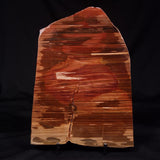 PETRIFIED WOOD, Australia YSC104