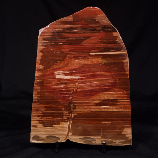 PETRIFIED WOOD, Australia YSC104