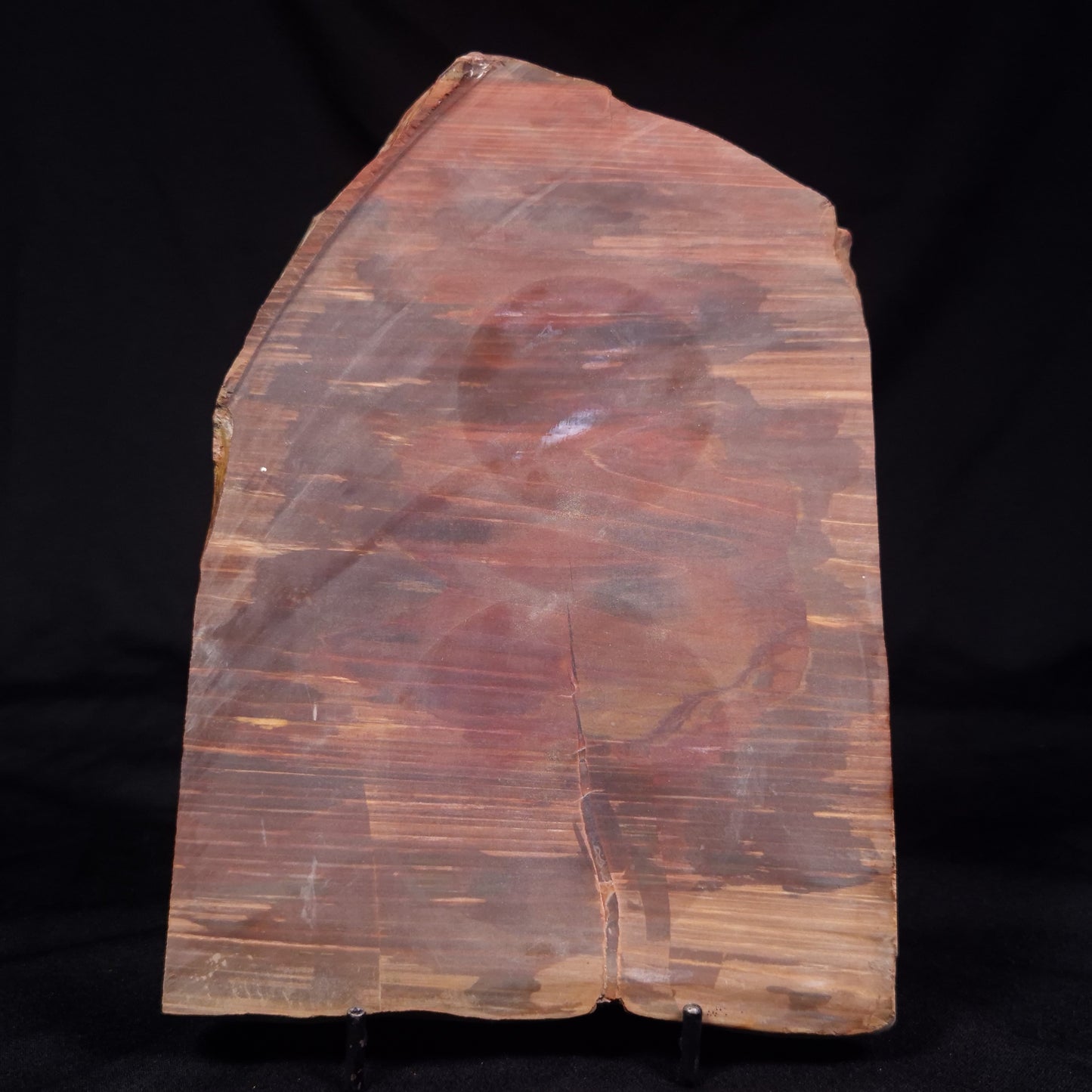 PETRIFIED WOOD, Australia YSC104