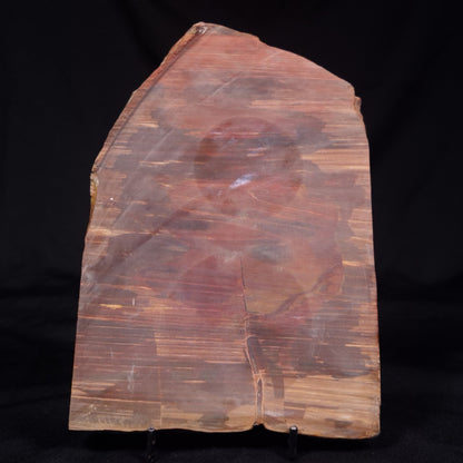 PETRIFIED WOOD, Australia YSC104