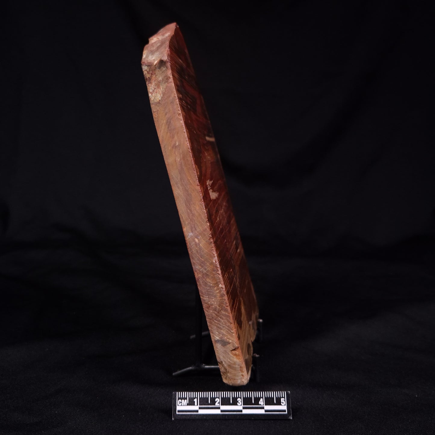 PETRIFIED WOOD, Australia YSC104