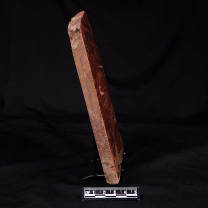 PETRIFIED WOOD, Australia YSC104