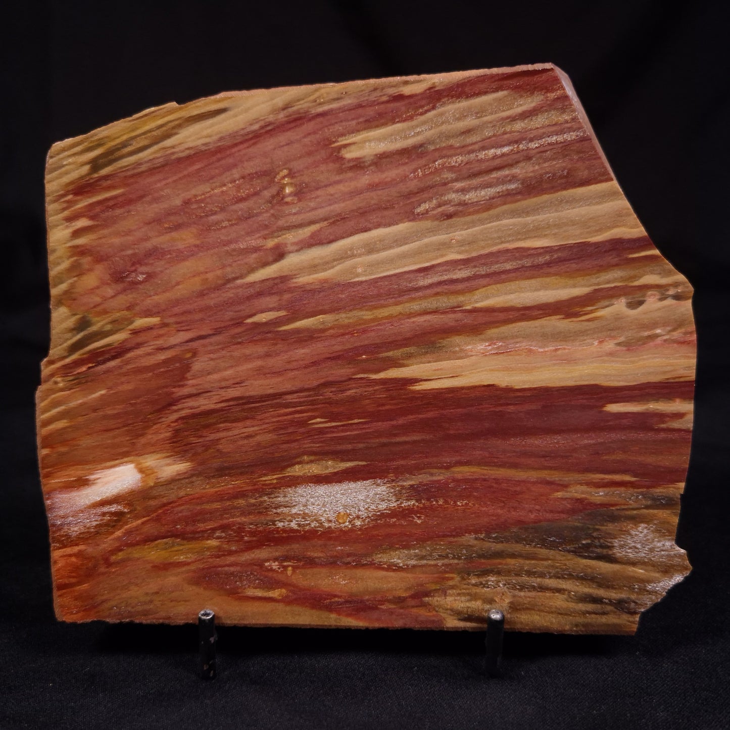PETRIFIED WOOD, Australia YSC105