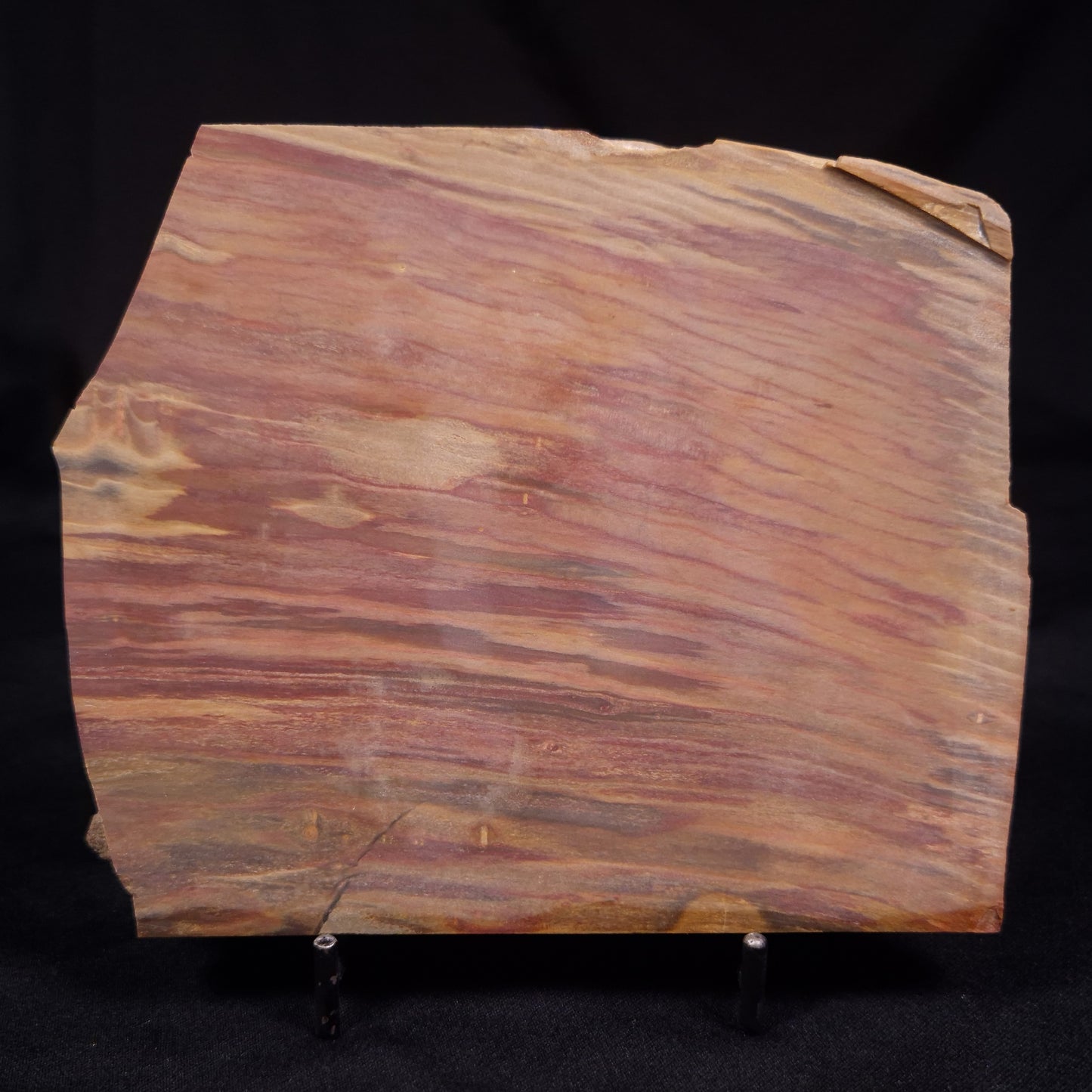 PETRIFIED WOOD, Australia YSC105