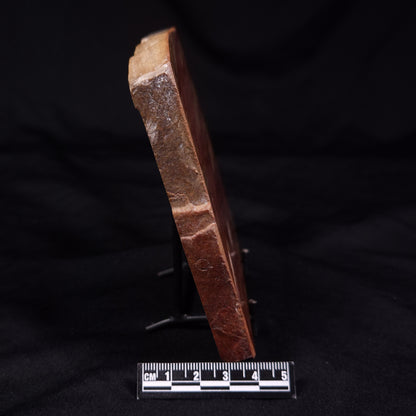 PETRIFIED WOOD, Australia YSC105