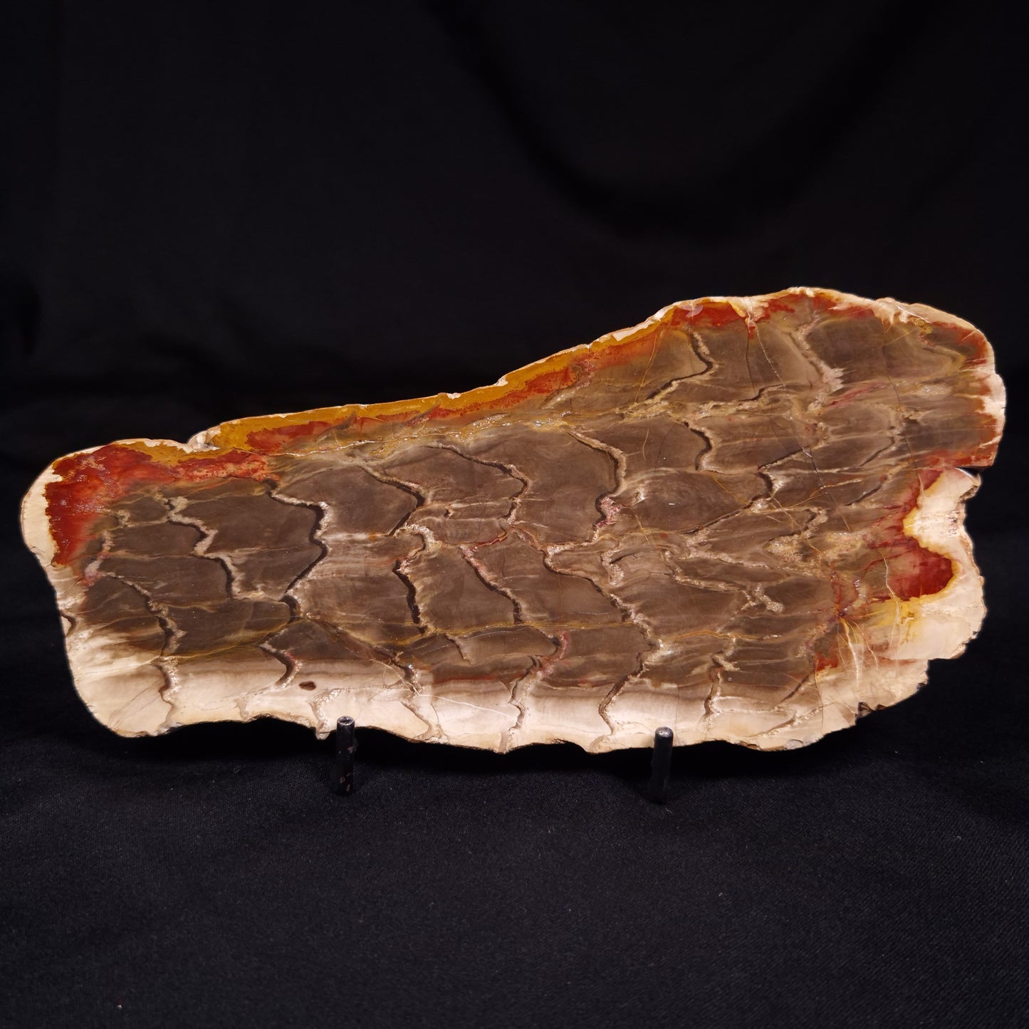 PETRIFIED WOOD, Australia YSC106