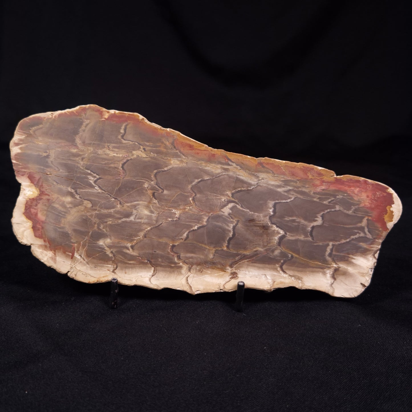 PETRIFIED WOOD, Australia YSC106