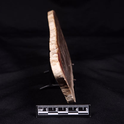 PETRIFIED WOOD, Australia YSC106