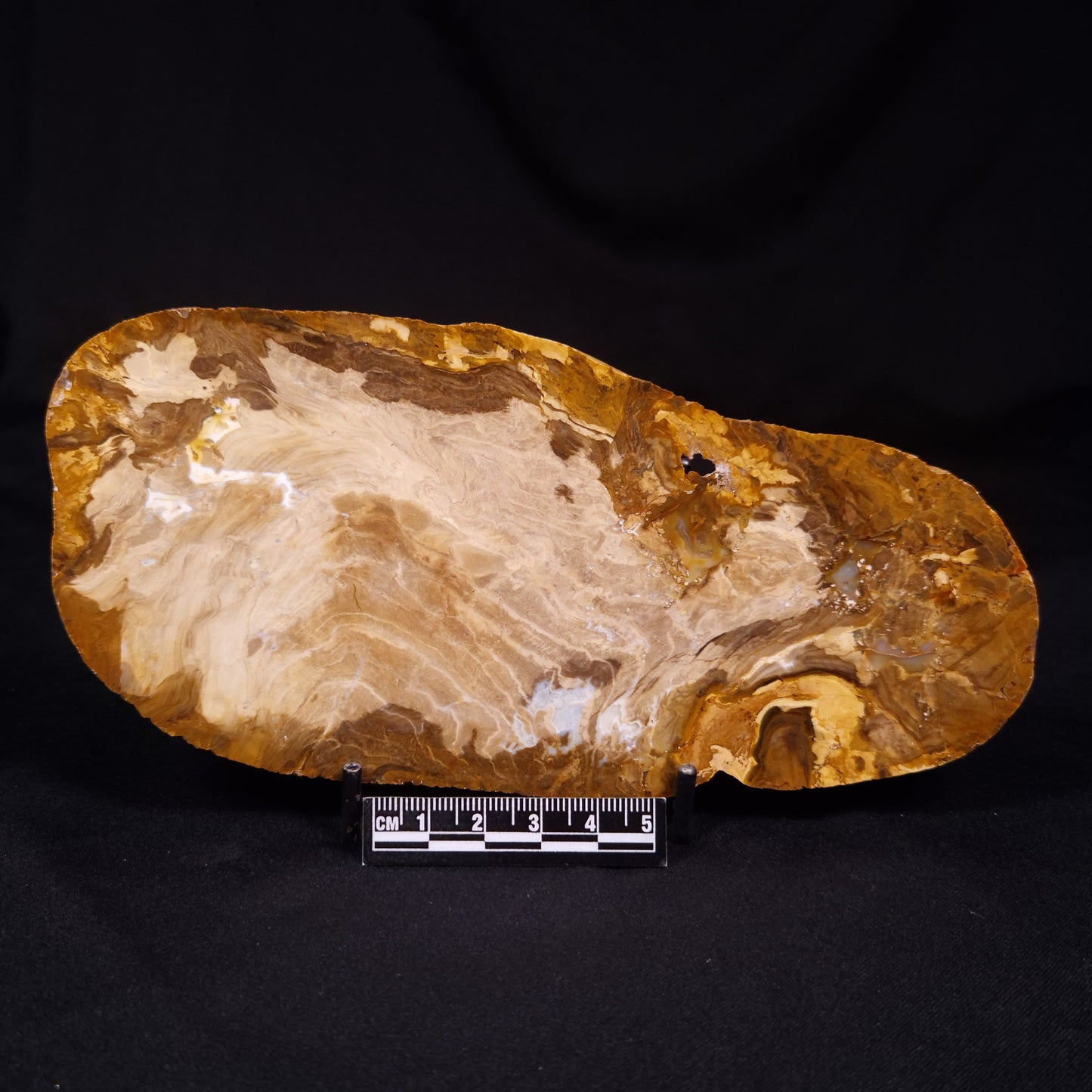 PETRIFIED WOOD, Australia YSC107