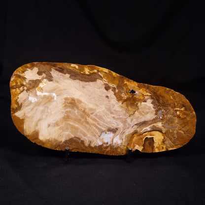 PETRIFIED WOOD, Australia YSC107