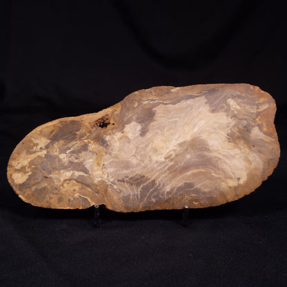 PETRIFIED WOOD, Australia YSC107