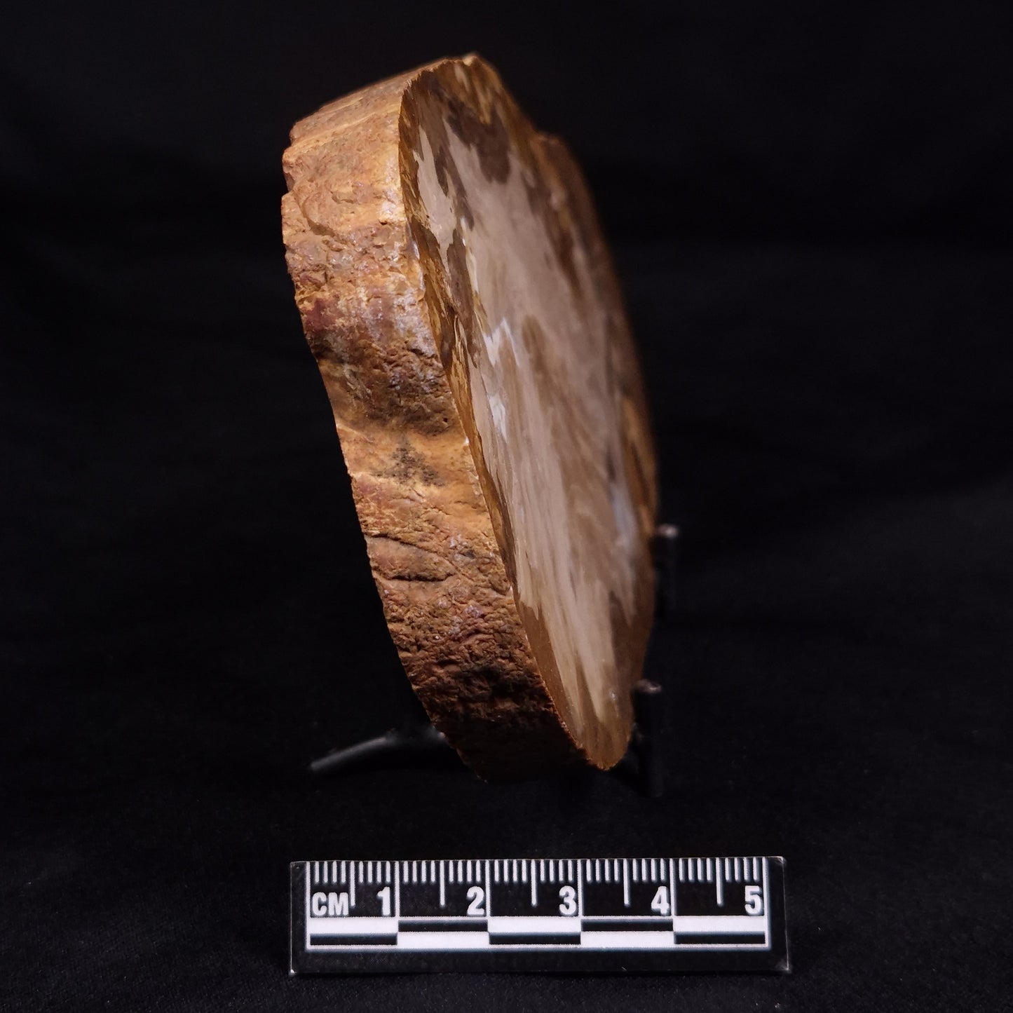 PETRIFIED WOOD, Australia YSC107