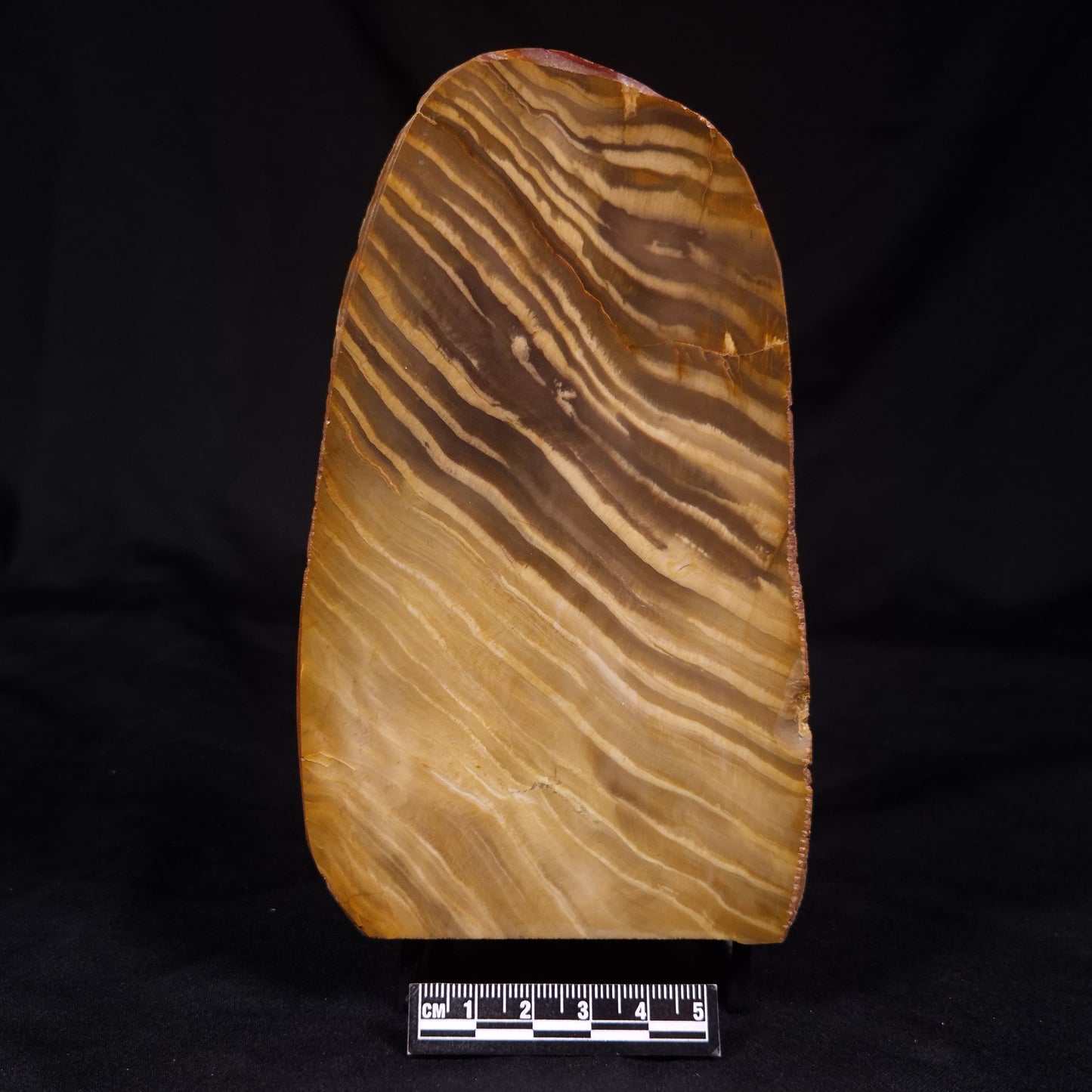 PETRIFIED WOOD, Australia YSC108