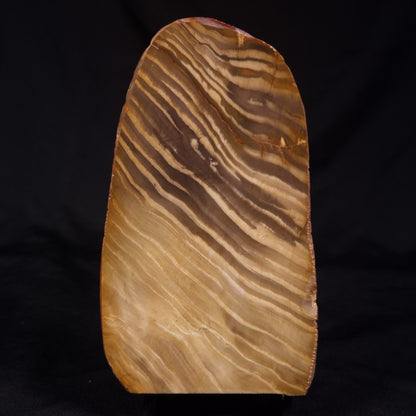 PETRIFIED WOOD, Australia YSC108